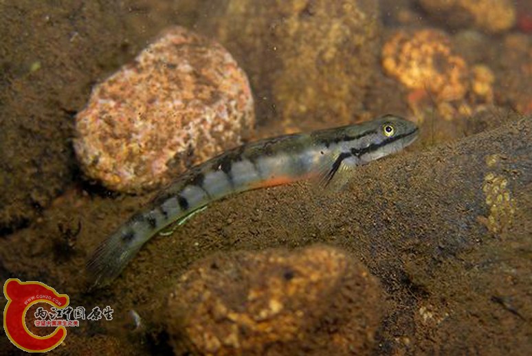 糙體瓢眼鰕虎魚 - Sicyopus leprurus (カエルハゼ，蛙鯊).jpg