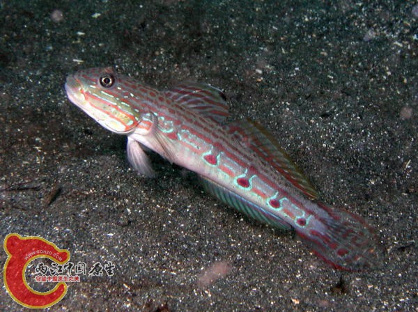 長鰭凡塘鱧 - Valenciennea longipinnis (サザナミハゼ).jpg