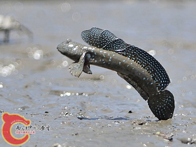 大彈塗魚 - Boleophthalmus pectinirostris (ムツゴロウ).jpg