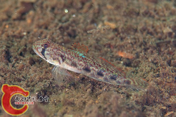 大口寡鱗鰕虎魚 - Oligolepis stomias (クチサケハゼ).jpg
