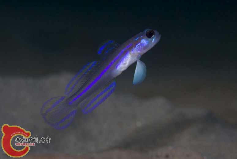 大口犁突鰕虎魚 - Myersina macrostoma (ハゴロモハゼ) .jpg
