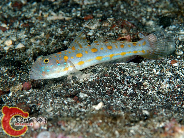 大鱗凡塘鱧 - Valenciennea puellaris (オトメハゼ).jpg