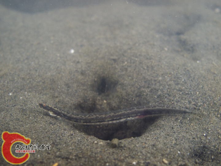 帶鰕虎魚 - Eutaeniichthys gilli (ヒモハゼ).jpg