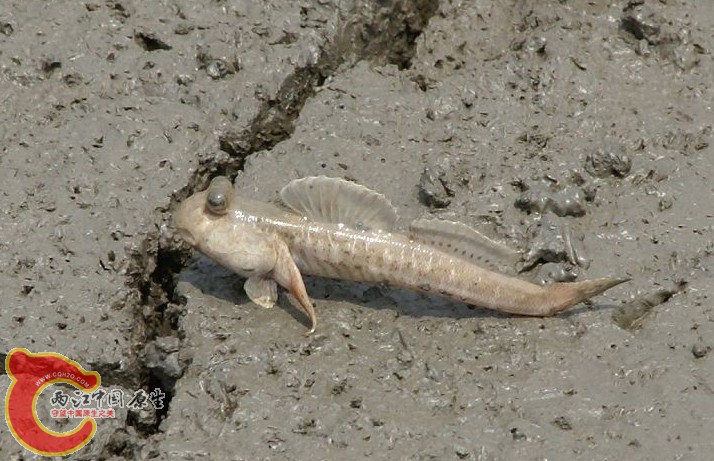 彈塗魚 - Periophthalmus modestus (トビハゼ ).jpg