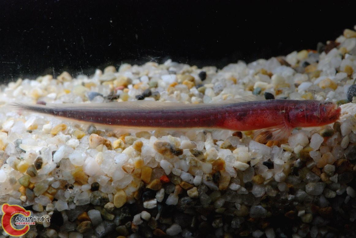 等頜鰻鰕虎魚 - Taenioides limicola (ヒゲワラスボ).jpg