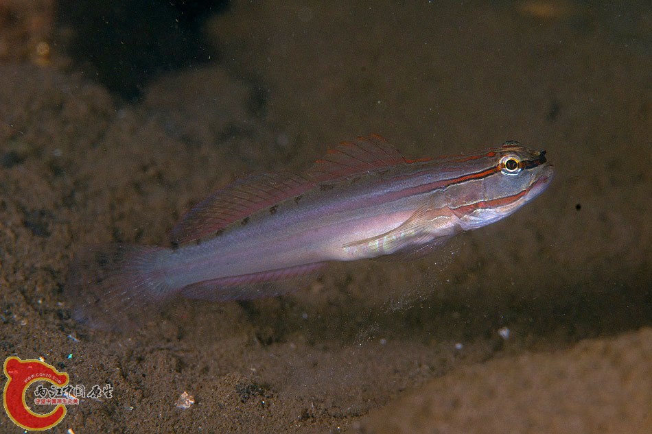 短唇鈍鰕虎魚 - Amblygobius nocturnus (ホホベニサラサハゼ).jpg