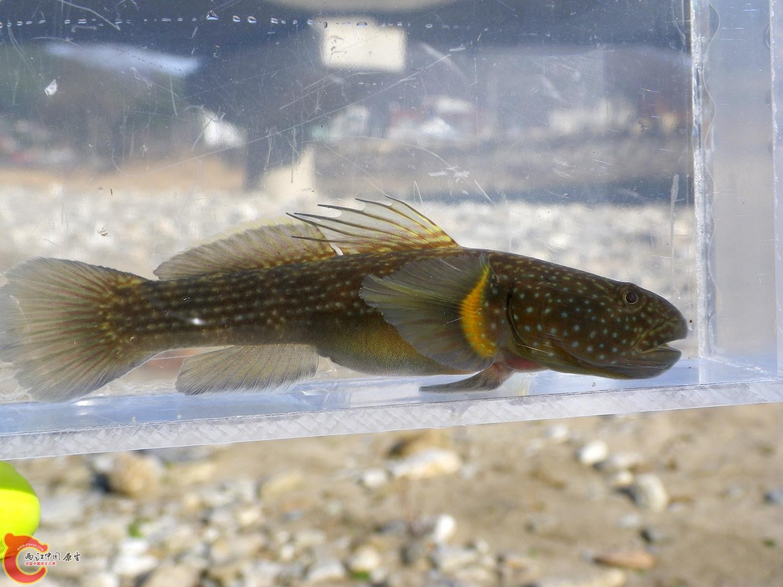 短棘縞鰕虎魚- Tridentiger brevispinis (ヌマチチブ).jpg