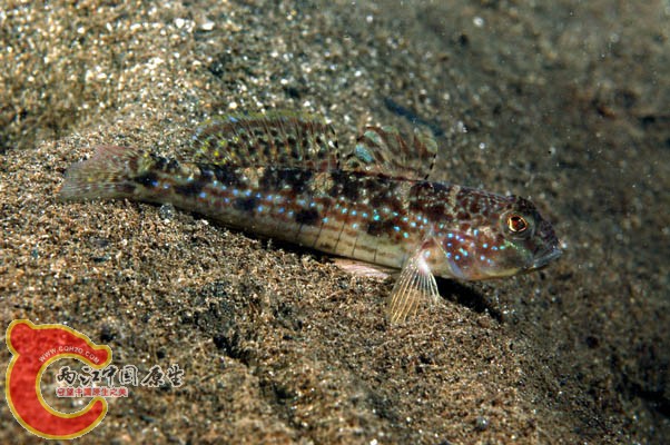 多帶細棘鰕虎魚 - Acentrogobius multifasciatus (セイタカスジハゼ).jpg