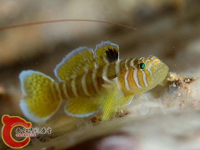 多紋鋸鱗鰕虎魚 - Priolepis semidoliata (イレズミハゼ).jpg