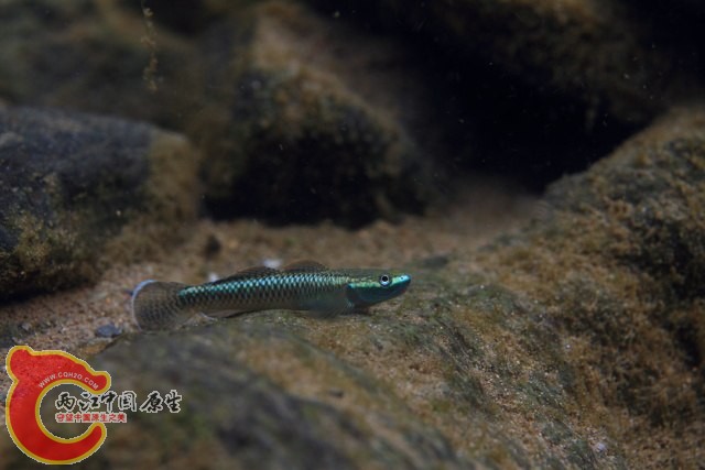 菲律賓枝牙鰕虎魚 - Stiphodon atropurpureus (コンテリボウズハゼ).jpg