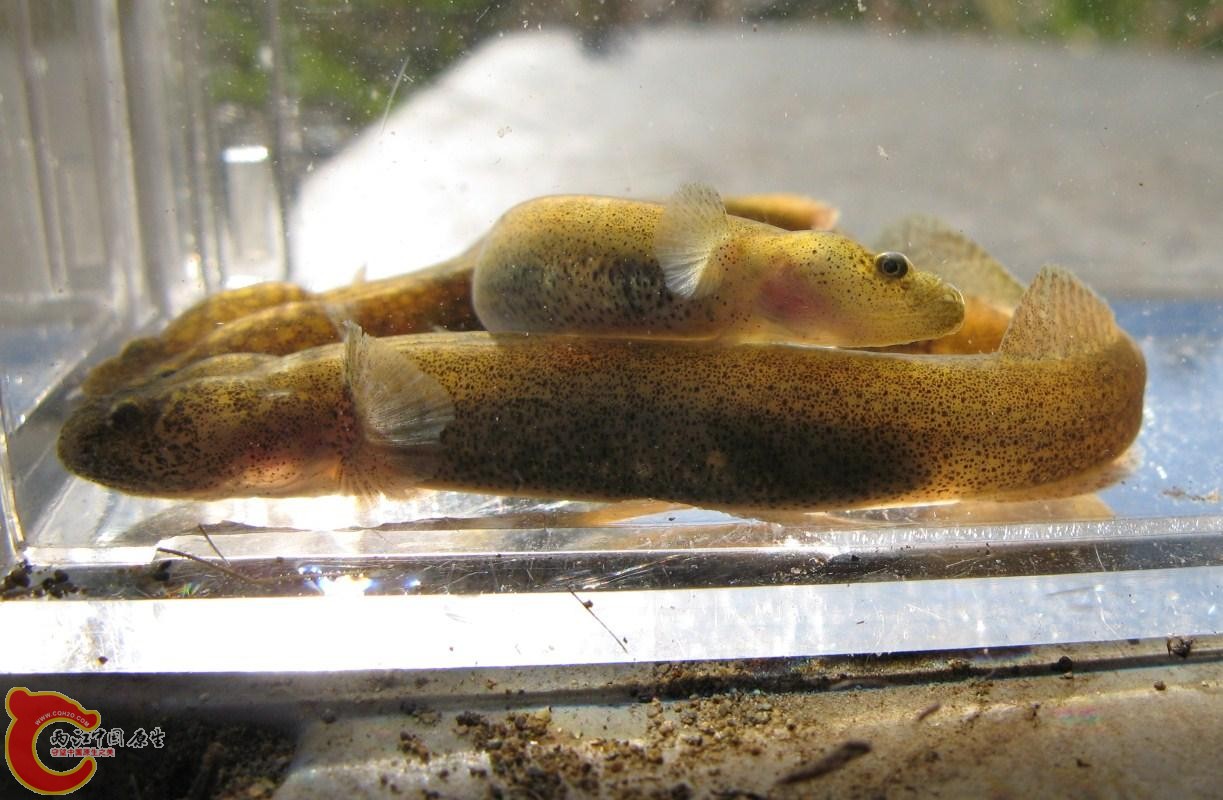 竿鰕虎魚 - Luciogobius guttatus (ミミズハゼ，蚯蚓鯊).JPG