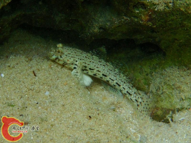 戈氏銜鰕虎魚 - Istigobius goldmanni (ヒメカザリハゼ).jpg