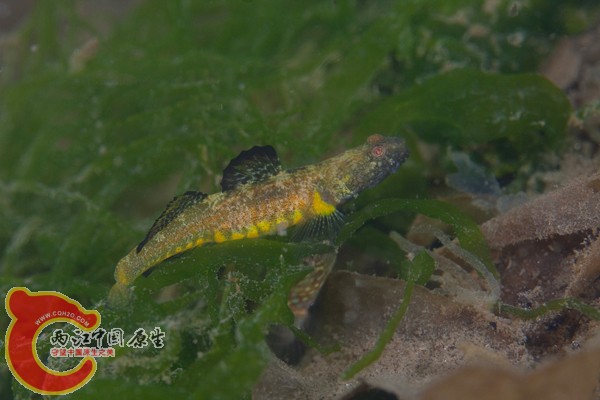 溝裸頭鰕虎魚 - Gymnogobius scrobiculatus (クボハゼ0）.jpg