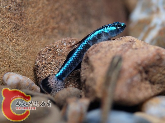 黑鰭枝牙鰕虎魚 - Stiphodon percnopterygionus (ナンヨウボウズハゼ，南洋坊主鯊).jpg