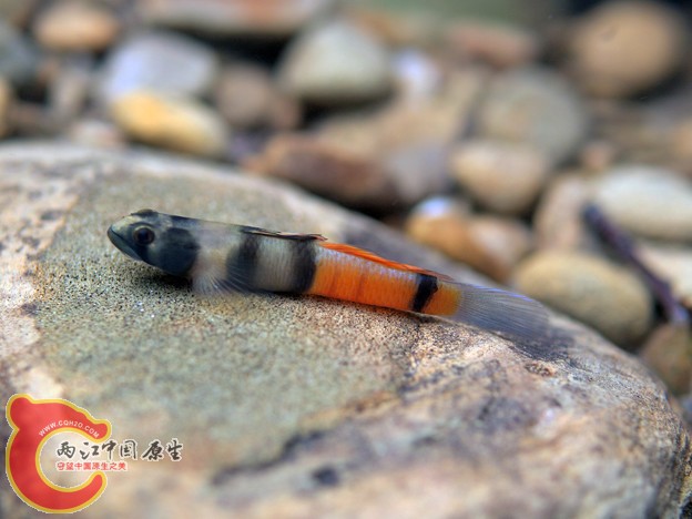 環帶瓢眼鰕虎魚 - Sicyopus zosterophorum (アカボウズハゼ).jpg