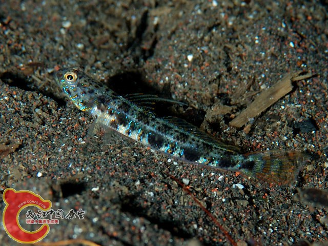 黃點梵鰕虎魚 - Vanderhorstia ornatissima (ヤツシハゼ).jpg