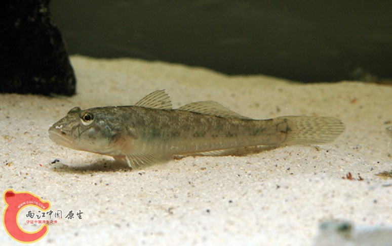 黃鰭刺鰕虎魚 - Acanthogobius flavimanus (マハゼ，真鯊).jpg