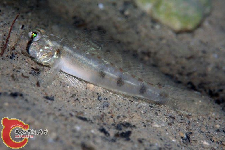 尖鰭寡鱗鰕虎魚 - Oligolepis acutipennis (ノボリハゼ).jpg