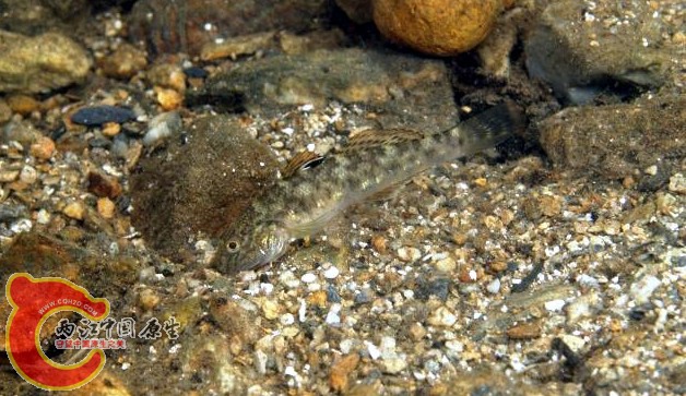 睛斑阿胡鰕虎魚 - Awaous ocellaris (ミナミハゼ，南鯊).jpg
