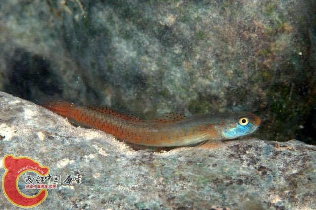 桔紅枝牙鰕虎魚 - Stiphodon surrufus (カキイロヒメボウズハゼ).jpg