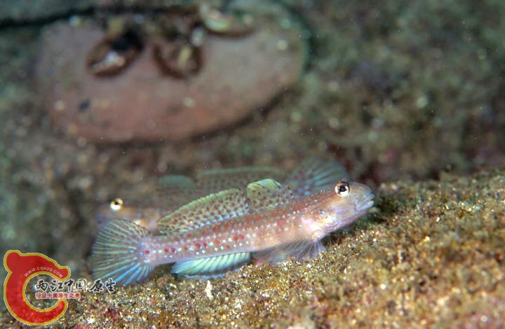 凱氏銜鰕虎魚 - Istigobius campbelli (クツワハゼ).jpg