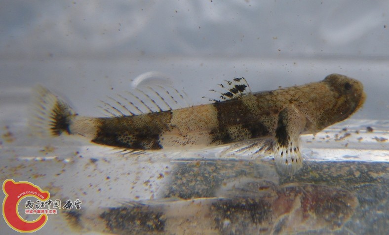 寬帶裂身鰕虎魚 - Schismatogobius ampluvinculus (シマエソハゼ).jpg