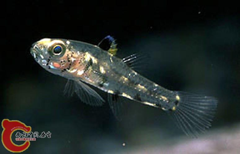 萊氏矮鰕虎魚 - Pandaka lidwilli (ゴマハゼ).jpg