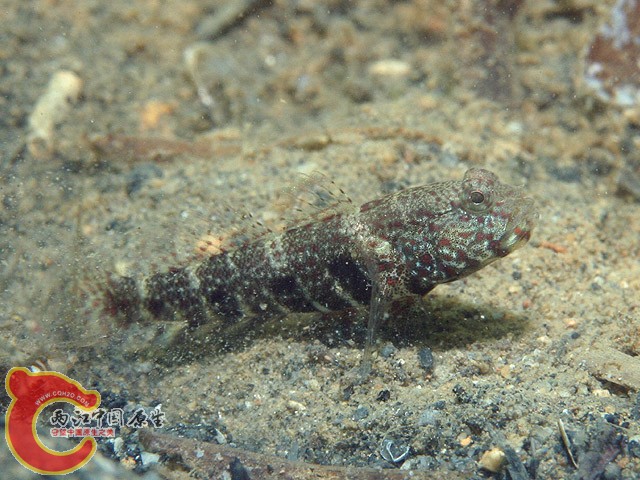 藍點絲鰕虎魚 - Cryptocentrus caeruleomaculatus (タカノハハゼ).jpg