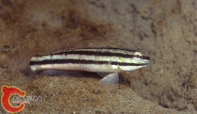 林克鈍鰕虎魚 - Amblygobius linki (ワカケサラサハゼ).jpg