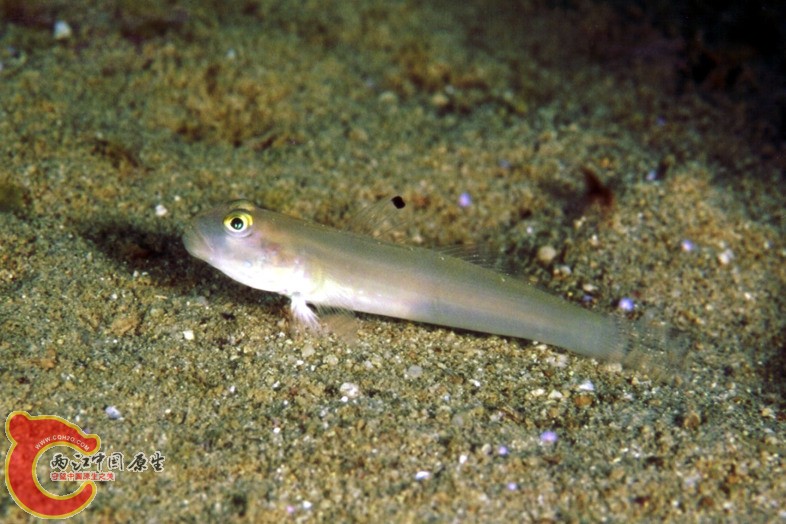 六斑凡塘鱧 - Valenciennea sexguttata (ミズタマハゼ).jpg