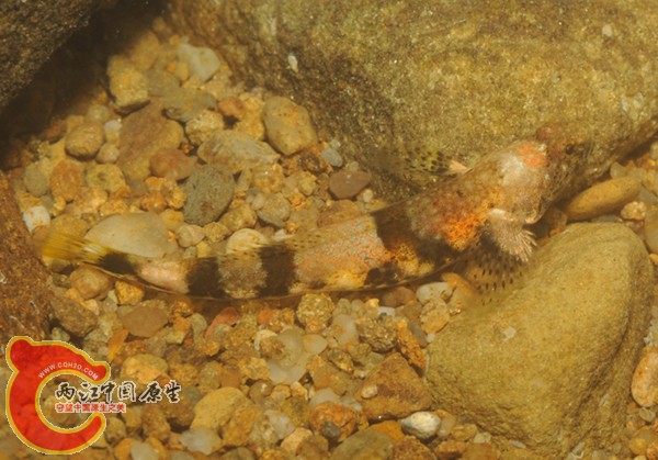 羅氏裂身鰕虎魚 - Schismatogobius roxasi (エソハゼ).jpg
