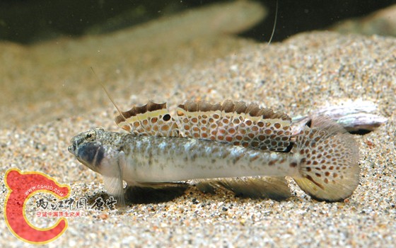 裸項蜂巢鰕虎魚 - Favonigobius gymnauchen (ヒメハゼ，姫鯊).jpg