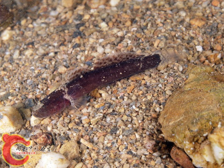 芒鰕虎魚 - Mangarinus waterousi (ウチワハゼ).jpg