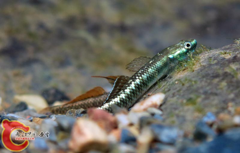 明仁枝牙鰕虎魚 - Stiphodon imperiorientis (ハヤセボウズハゼ).jpg