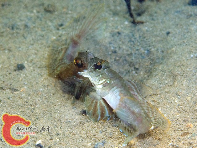 南方溝鰕虎魚 - Oxyurichthys visayanus (ミナミサルハゼ).jpg