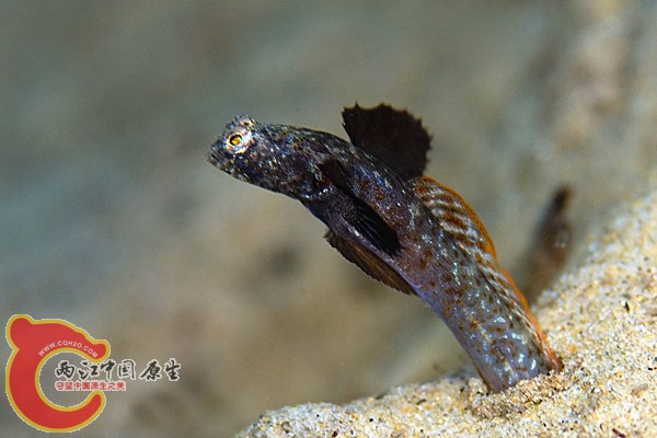 擬沙鰕虎魚 - Parkraemeria ornata (ギンポハゼ).jpg