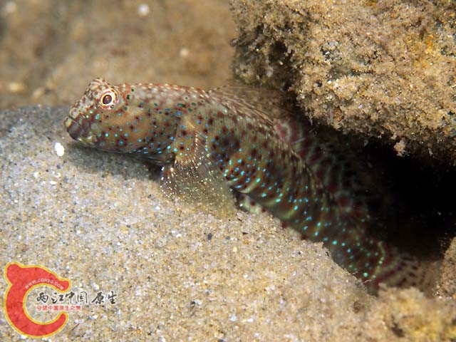 擬絲鰕虎魚 - Cryptocentroides insignis (ハスジマハゼ).jpg