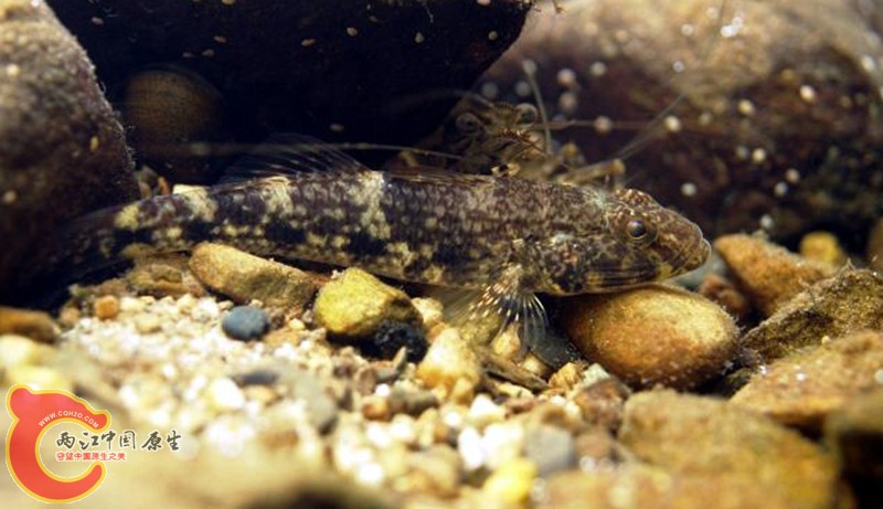 盤鰭舌鰕虎魚 - Glossogobius celebius (イワハゼ，岩鯊).jpg