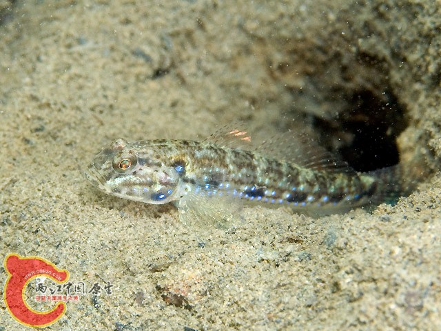 普氏細棘鰕虎魚 - Acentrogobius pflaumii (スジハゼ).jpg