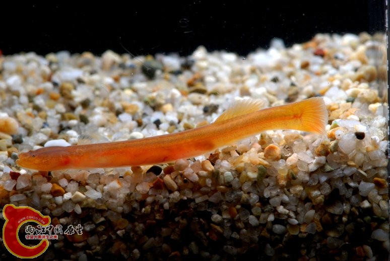 淺\\\色竿鰕虎魚 - Luciogobius pallidus (イドミミズハゼ).jpg