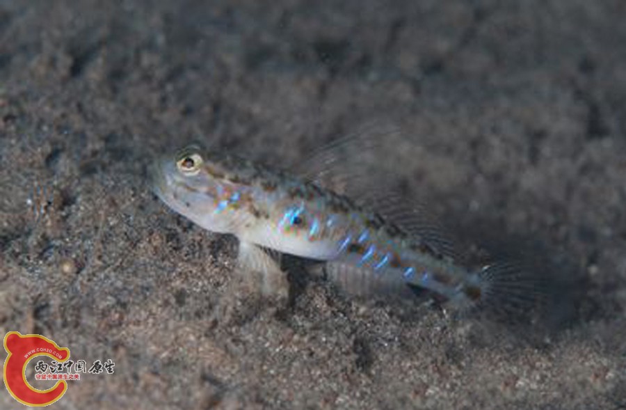 青斑細棘鰕虎魚 - Acentrogobius viridipunctatus (キララハゼ).jpg