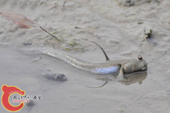 青彈塗魚 - Scartelaos histophorus (トカゲハゼ).jpg