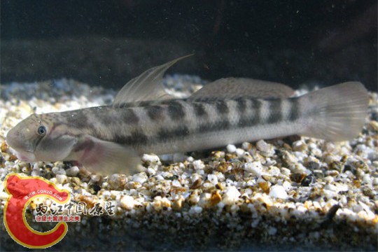 日本瓢鰭鰕虎魚 - Sicyopterus japonicus (ボウズハゼ，坊主鯊).jpg