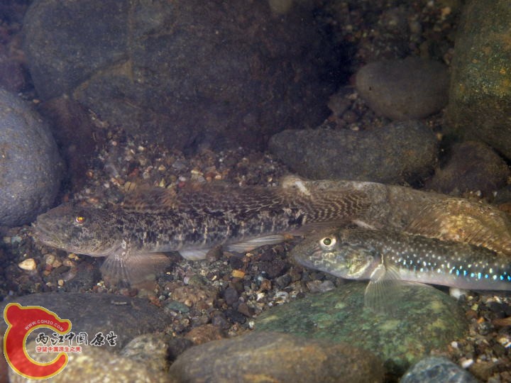 乳色刺鰕虎魚 - Acanthogobius lactipes (アシシロハゼ，足白鯊).jpg