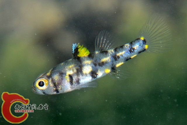 三斑矮鰕虎魚 - Pandaka trimaculata (ミツボシゴマハゼ).jpg