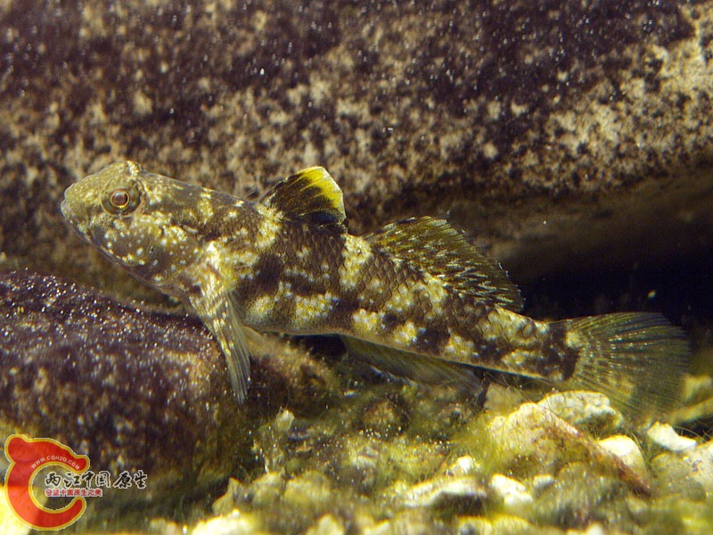 深鰕虎魚 - Bathygobius fuscus (クモハゼ).jpg