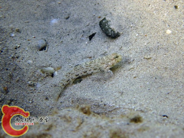 飾銜鰕虎魚- Istigobius ornatus (カザリハゼ).jpg
