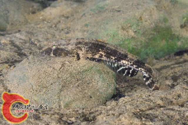 雙斑舌鰕虎魚 - Glossogobius biocellatus (ヒトミハゼ).jpg