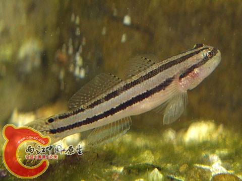 雙帶縞鰕虎魚 - Tridentiger bifasciatus (シモフリシマハゼ).jpg
