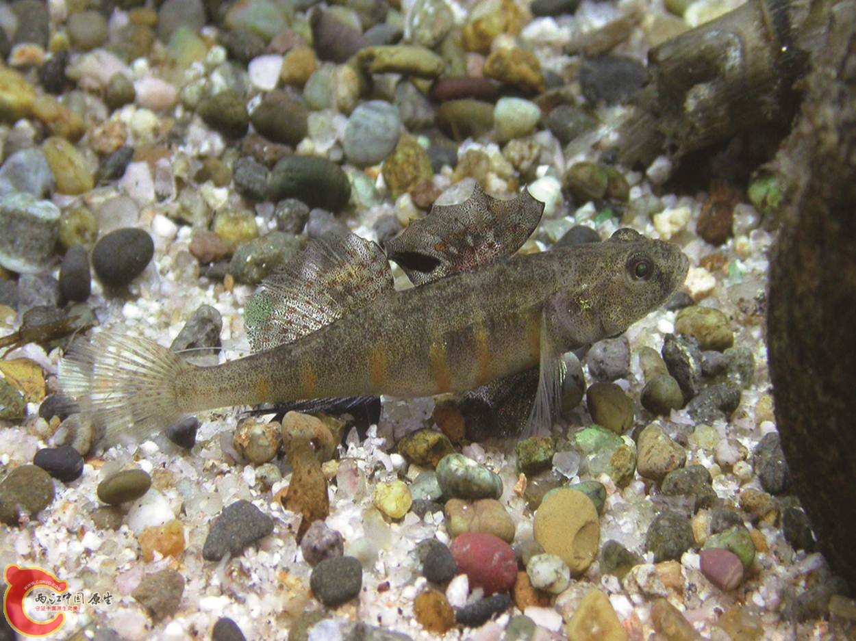 塔氏裸頭鰕虎魚 - Gymnogobius taranetzi (シンジコハゼ).jpg